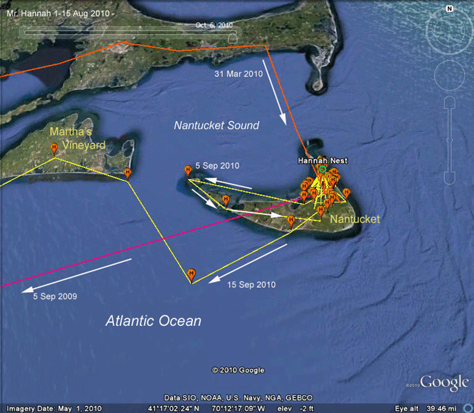 osprey migration tracking